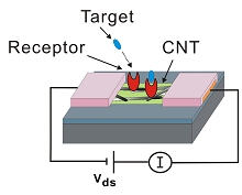 Various Biosensors based on Carbon Nanotube Field Effect Transistor